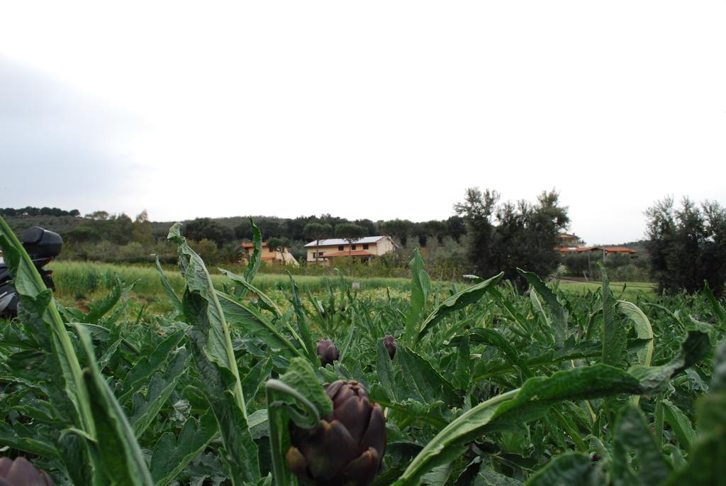 Agriturismo Val Di Nappo Castiglione della Pescaia Bagian luar foto