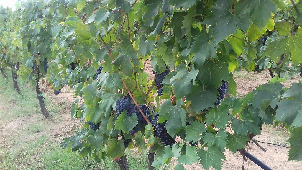 Agriturismo Val Di Nappo Castiglione della Pescaia Bagian luar foto